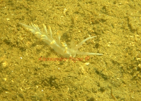 Flabellina babai Schmekel, 1972